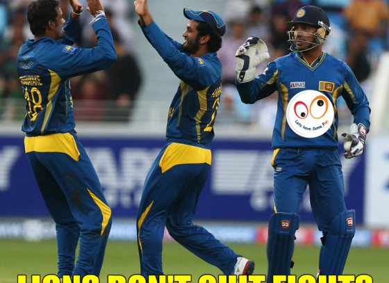 Srilankans Lions never quits fights