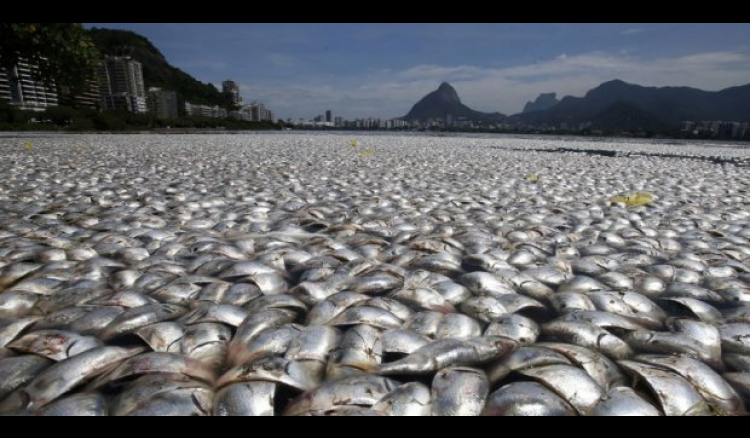 More dead fish found in Rio Olympic lake